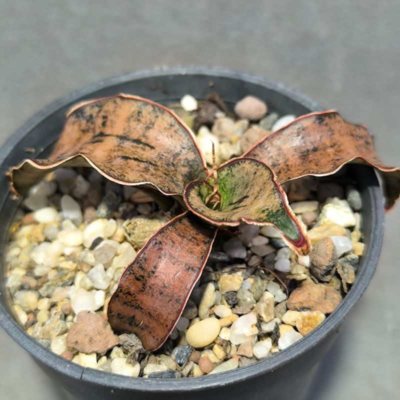 Sansevieria kirkii  'Coppertone'