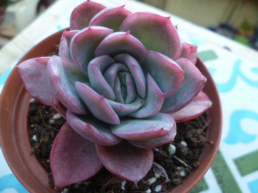 Echeveria x gilva 'Blue Surprise'.JPG