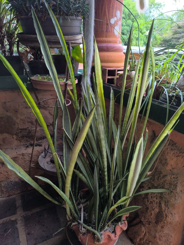 Sansevieria trifasciata Bantel's sensation (2).jpg