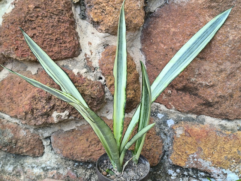 Sansevieria trifasciata Bantel's Sensation.jpg