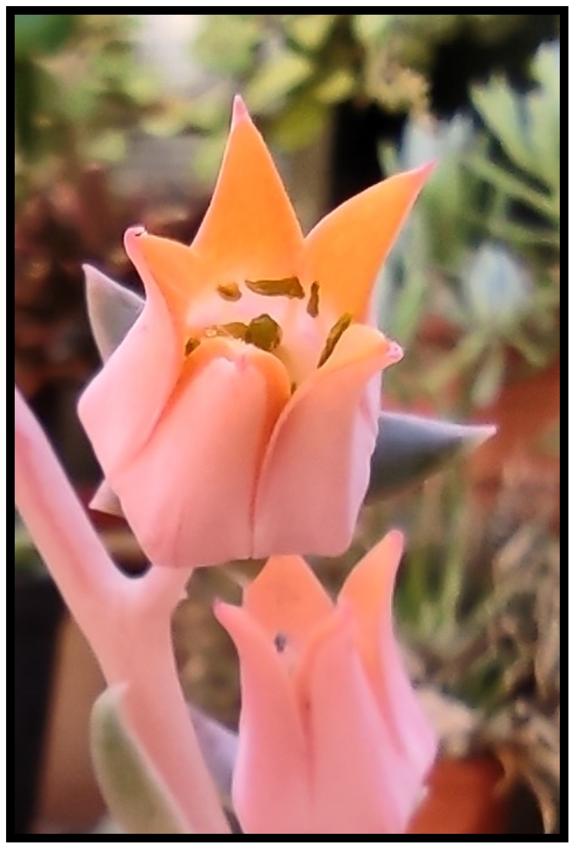 Echeveria pollux 220517 135917.jpg