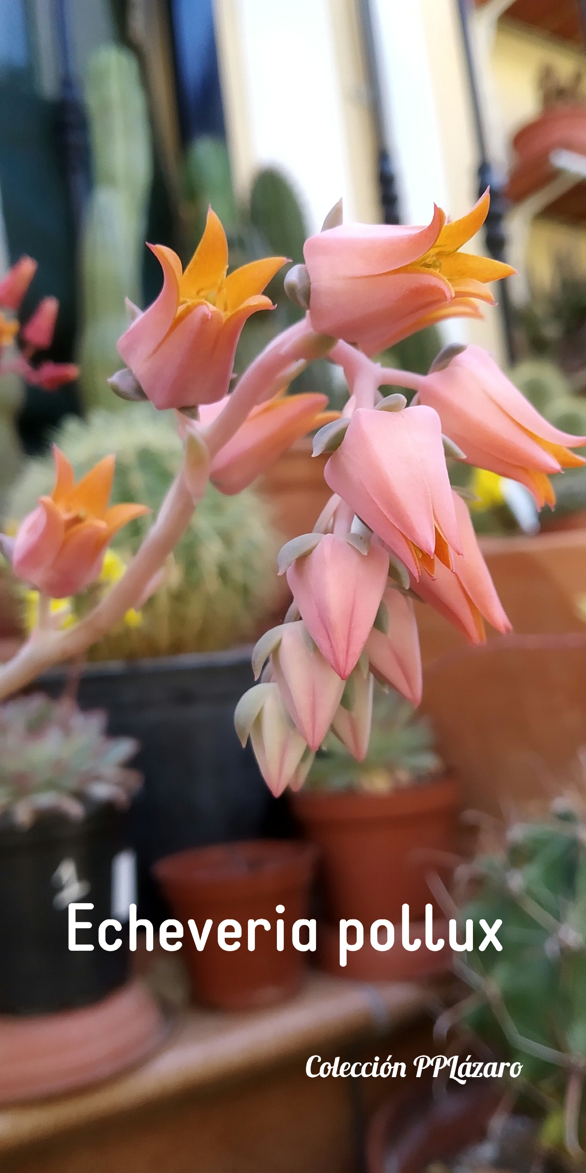 Echeveria pollux f1.jpg.jpg