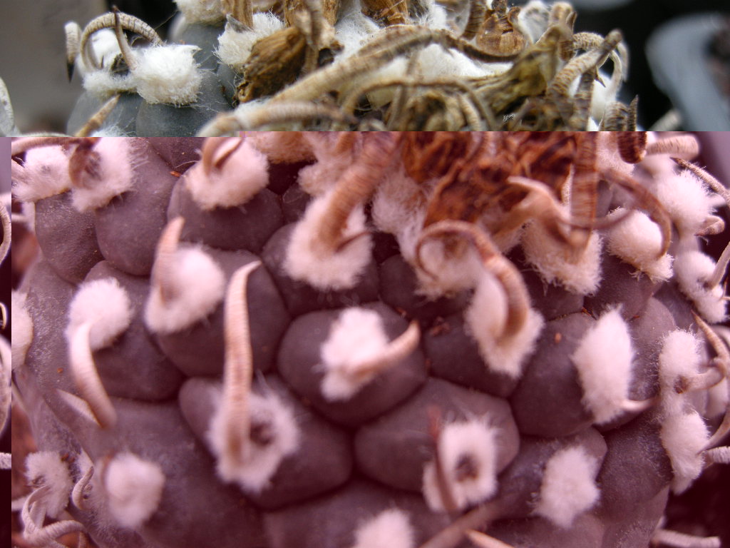 turbinicarpus
