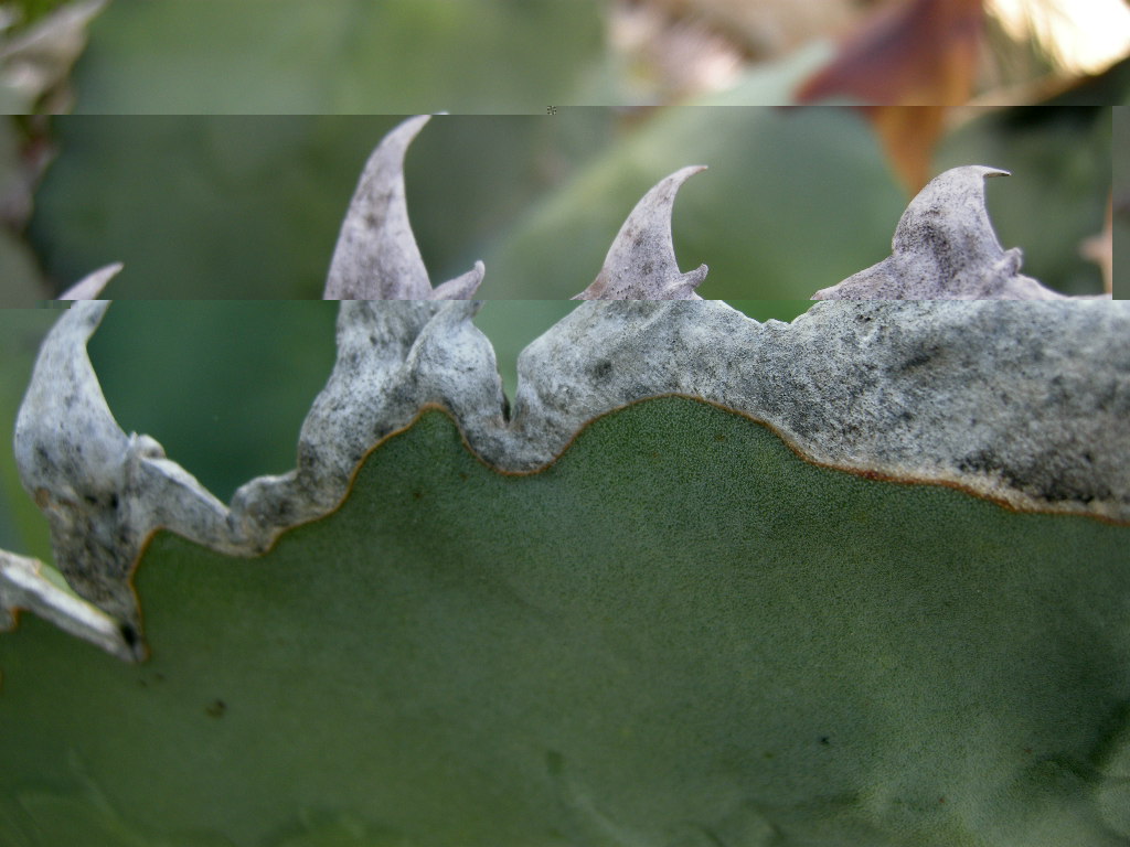 Puas del Agave titanota
