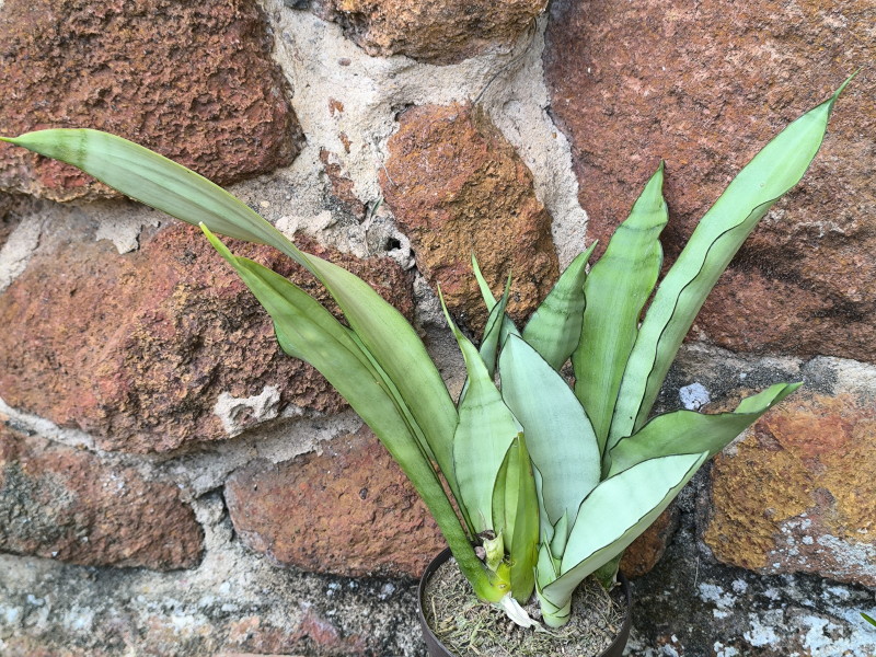 Sansevieria Moonshine (2).jpg