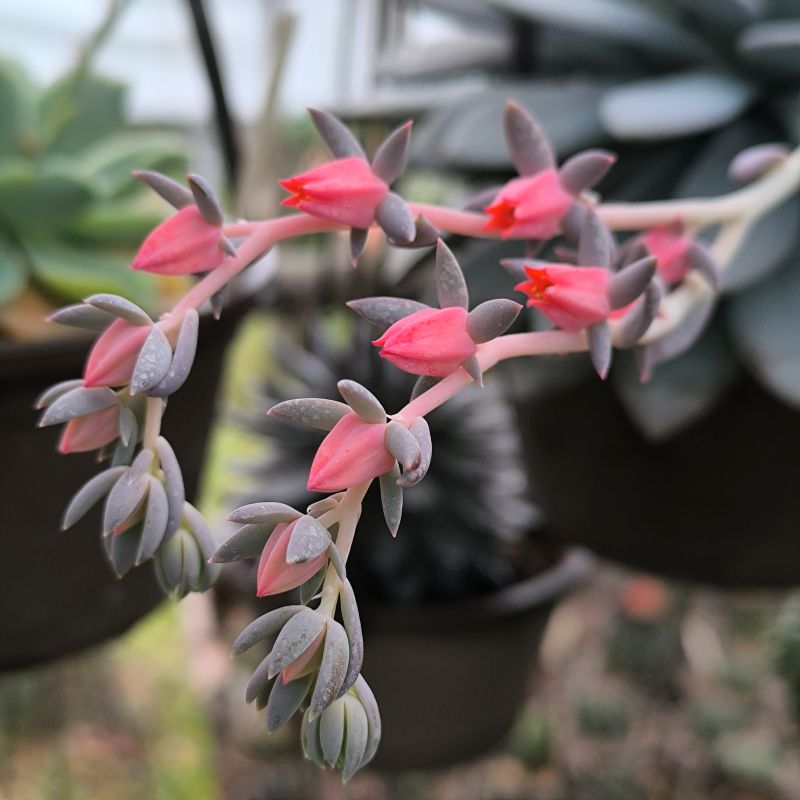 Echeveria Lulu, vara floral
