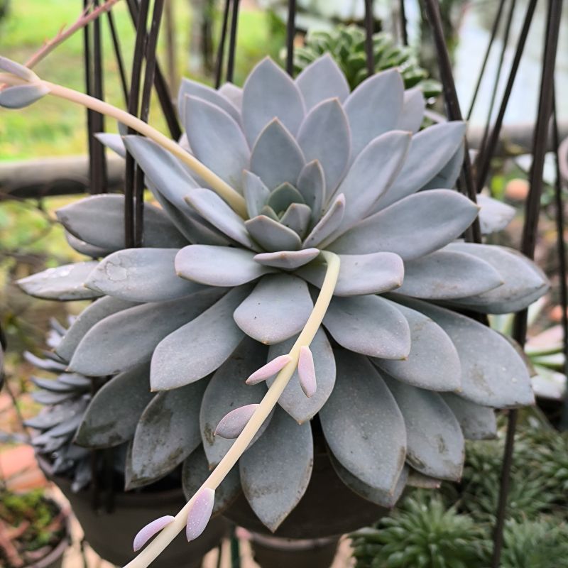 Echeveria Lulu