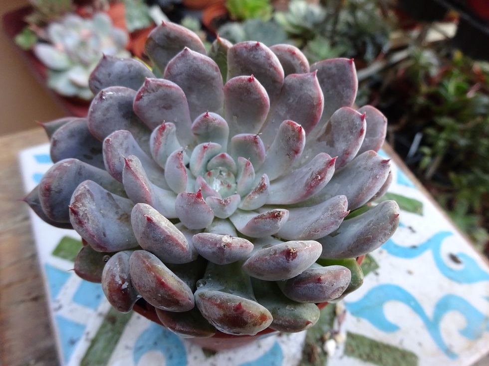 Echeveria cuspidata var zaragozae x laui.JPG