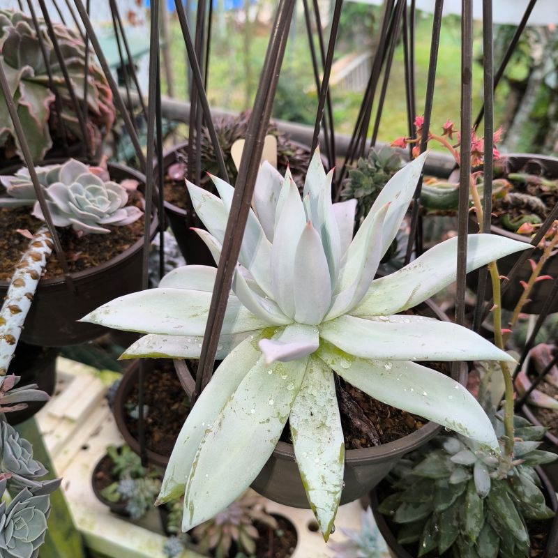 Echeveria tolimanensis