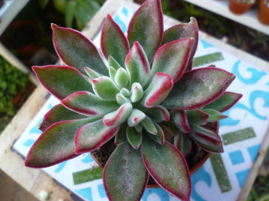 Echeveria Pulv-Oliver.JPG