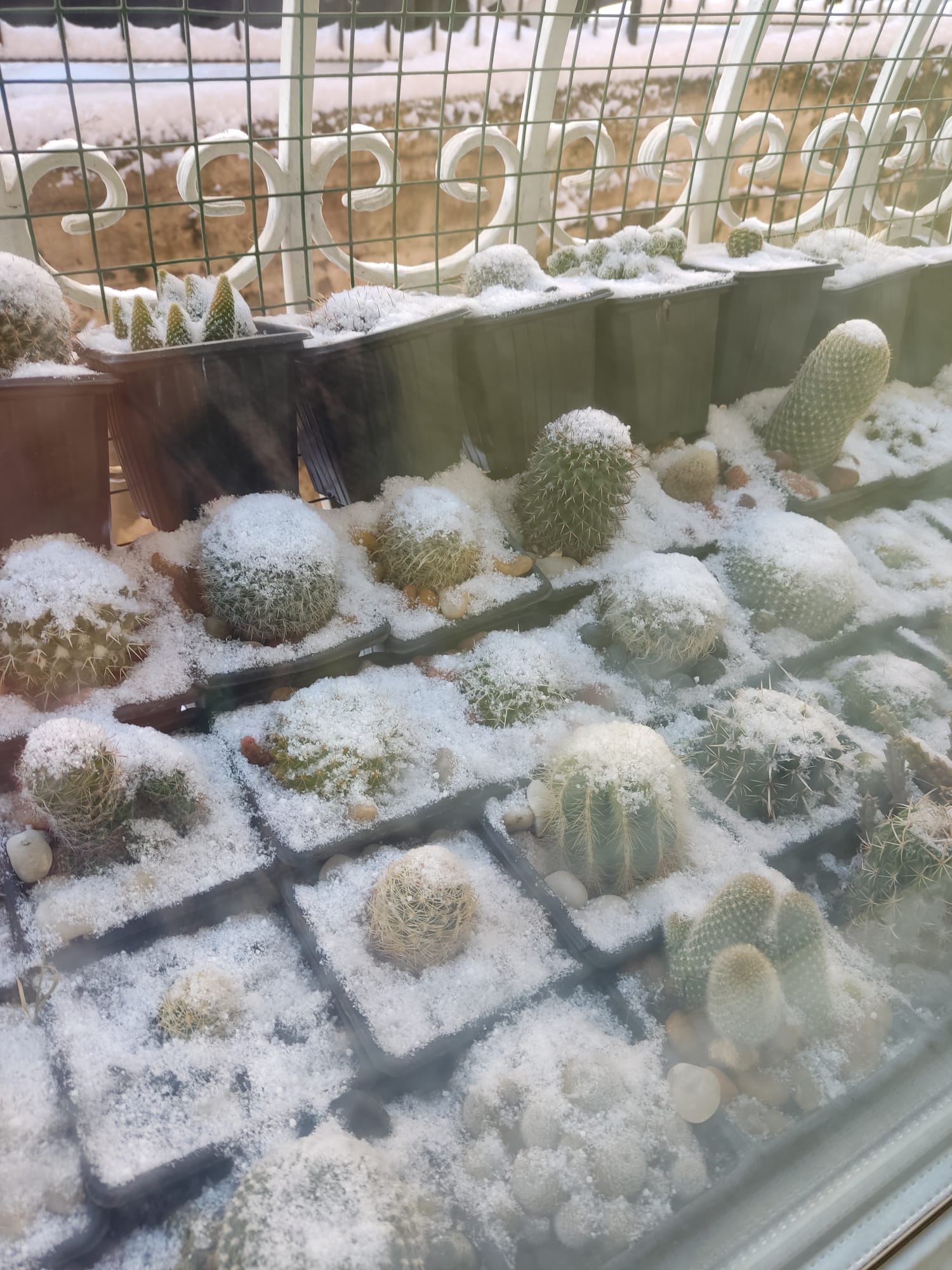 WhatsApp Image 2025-02-22 at 16.21.20(1).jpeg