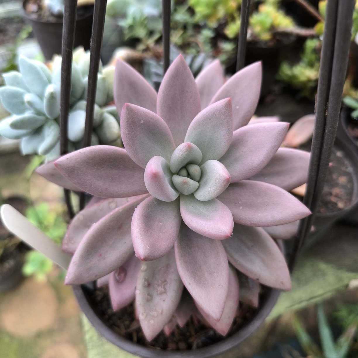 Graptoveria Ruby Donna