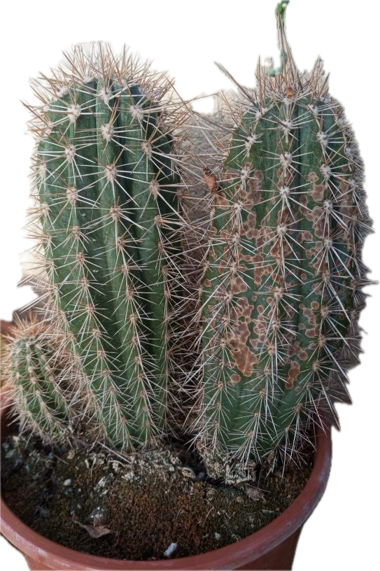 IMG_3231.png