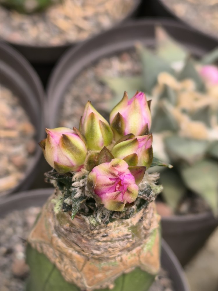 IMG_20250224_113139.jpg (1.96 MiB) Visto 39463 veces Ariocarpus kotschoubeyanus albiflorus