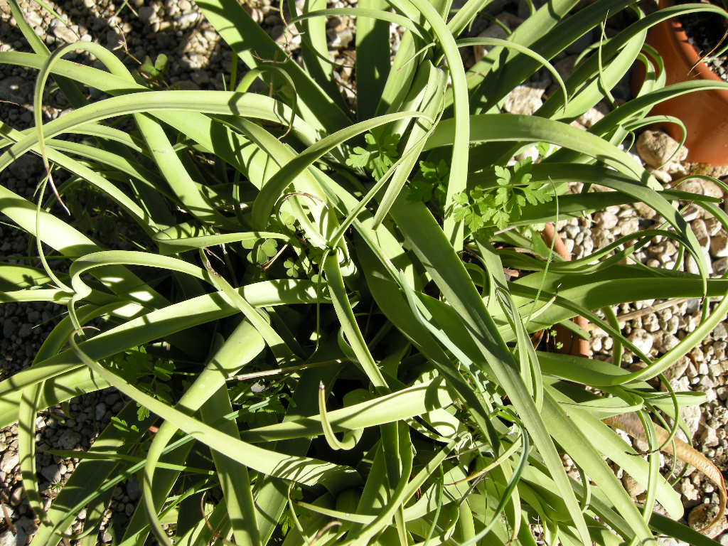 A. bracteosa