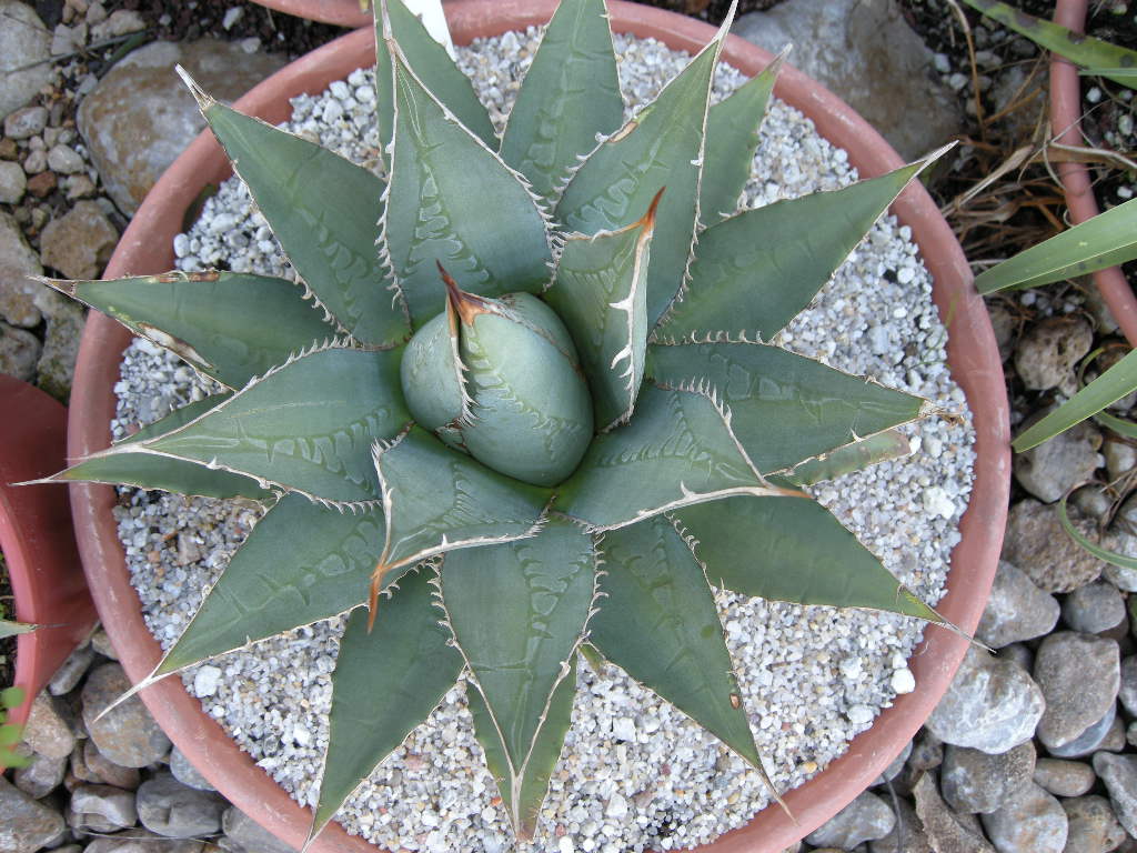 A. purpusorum