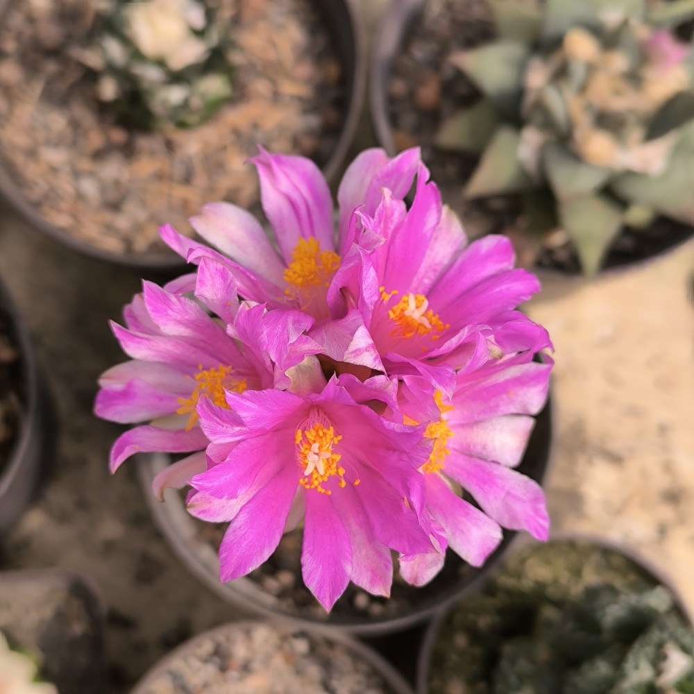 IMG_20250227_094220.jpg (1.86 MiB) Visto 39165 veces Ariocarpus kotschoubeyanus albiflorus