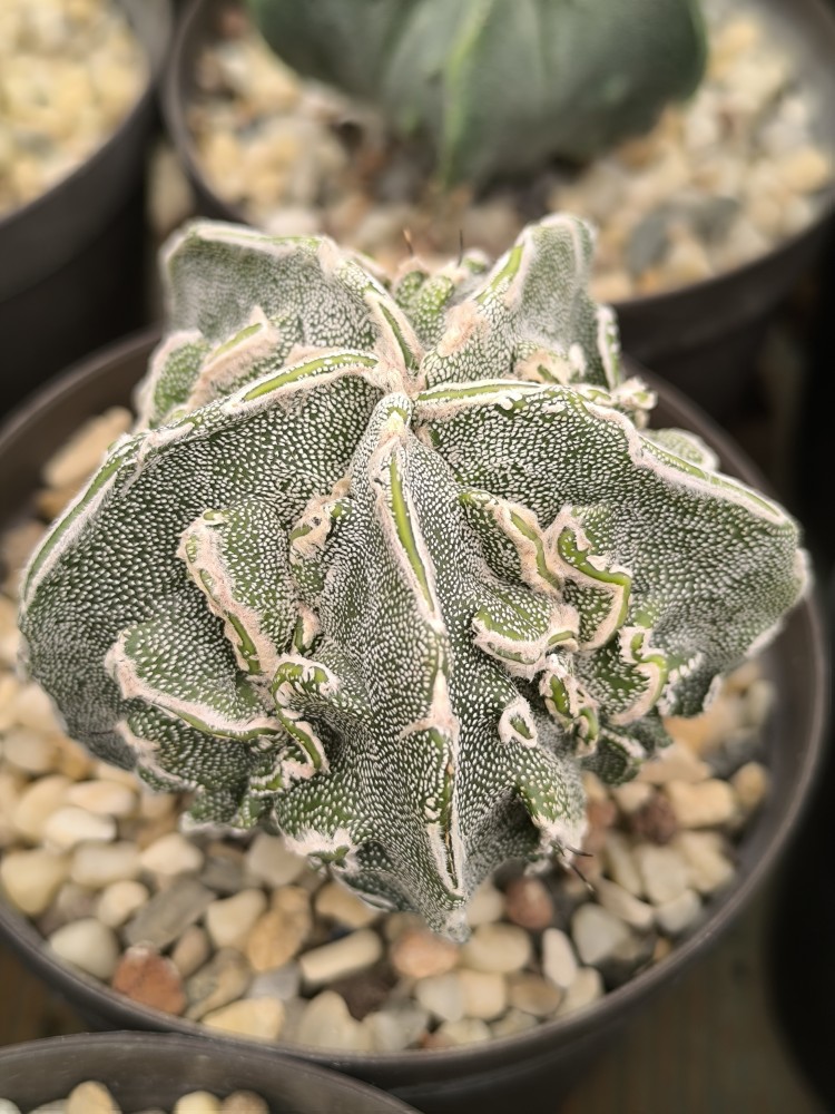 IMG_20250227_113515.jpg (3.17 MiB) Visto 26648 veces Astrophytum myriostigma cv Fukuryu