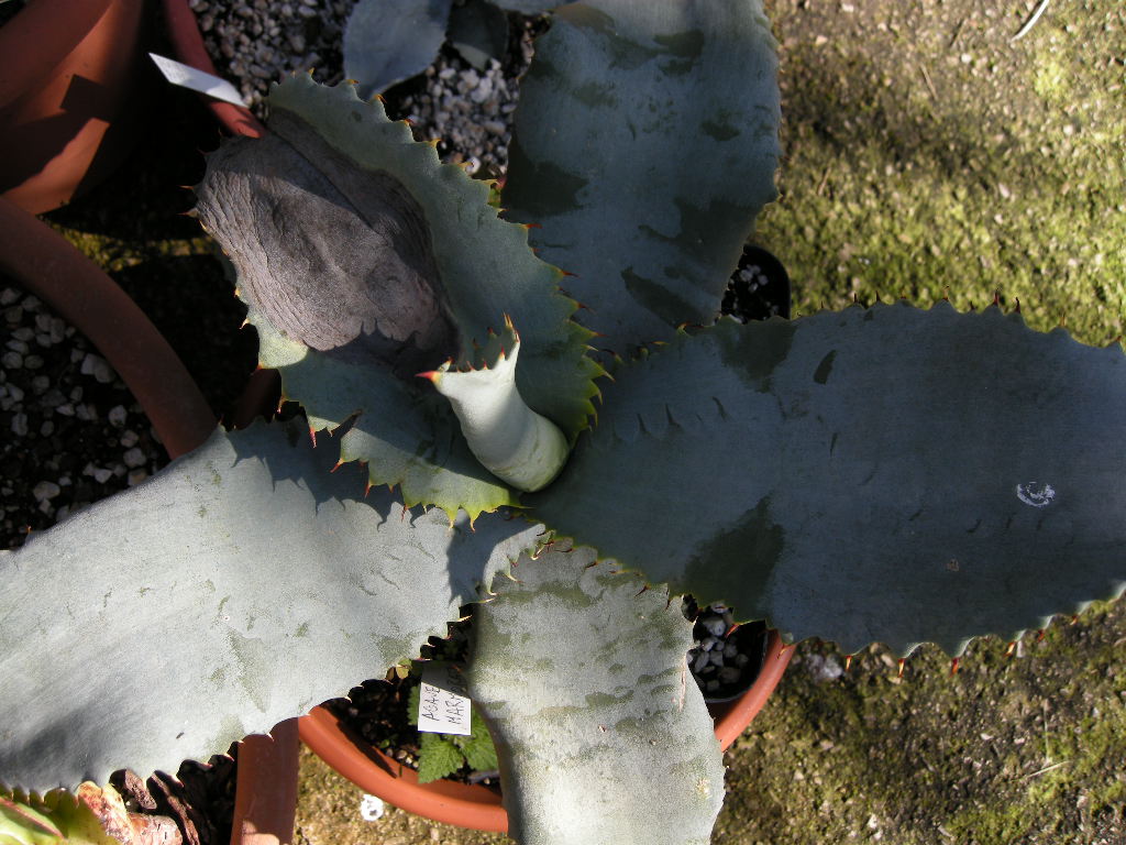 A. marmorata
