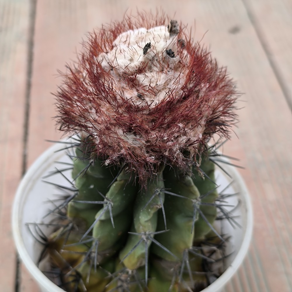 IMG_20250302_113536.jpg (1.95 MiB) Visto 38759 veces Melocactus curvispinus ssp caesius