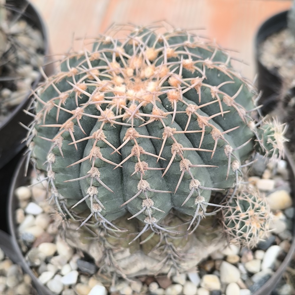 IMG_20250302_113411.jpg (2.25 MiB) Visto 34259 veces Gymnocalycium vatteri