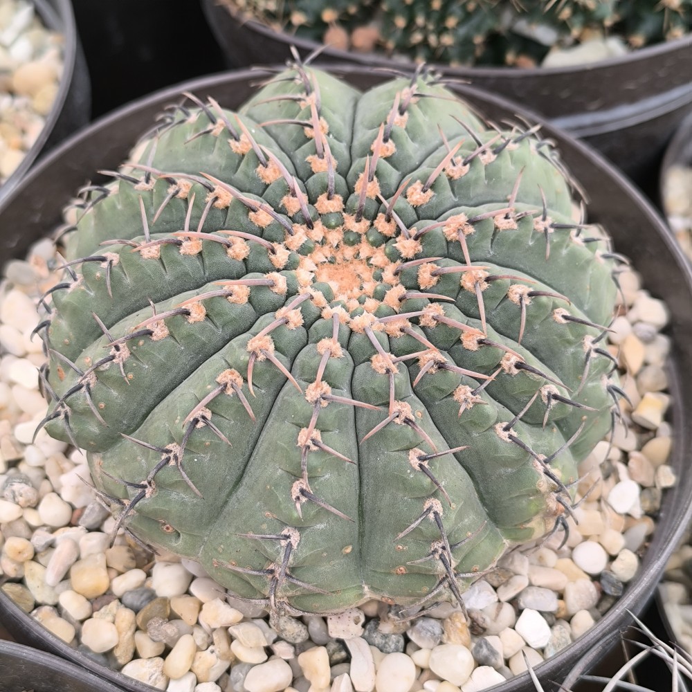IMG_20250302_113312.jpg (2.79 MiB) Visto 34259 veces Gymnocalycium bodenbenderianum