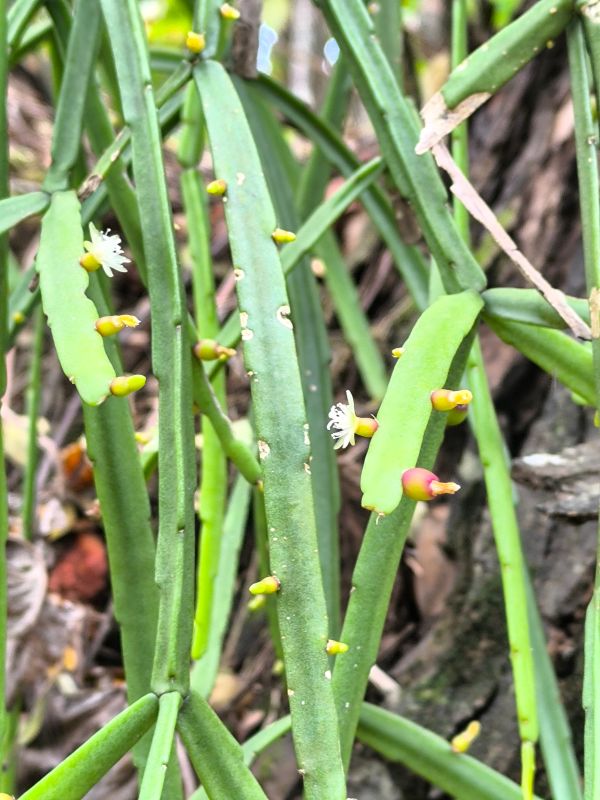Rhipsalis micrantha flores y frutos