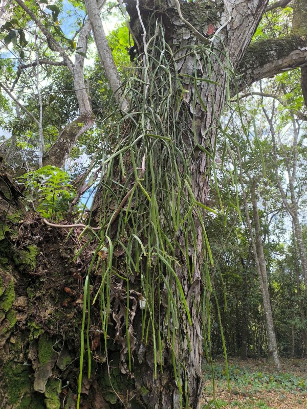 Rhipsalis micrantha