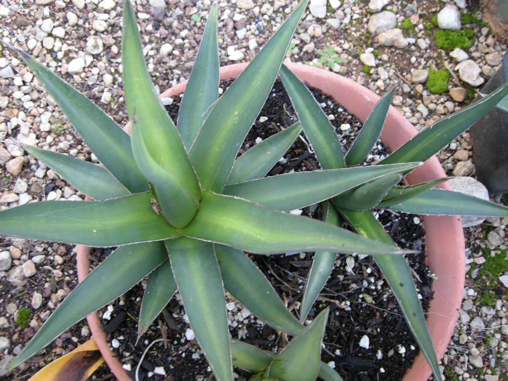 A. triangularis