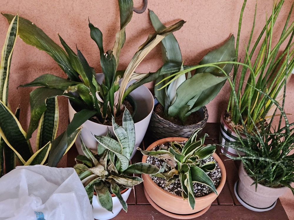 20250305_094015.jpg (3.8 MiB) Visto 18273 veces Desastre...