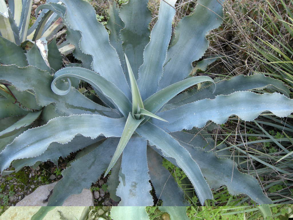 A.gysophila