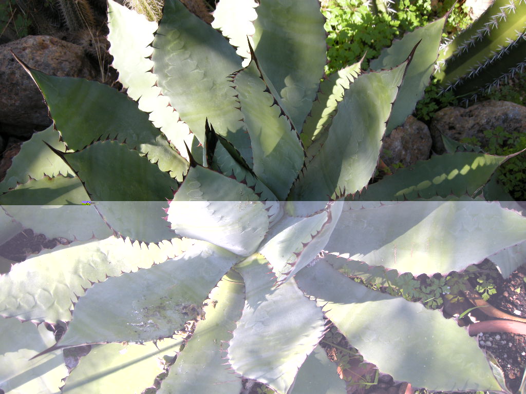 A. cupreata
