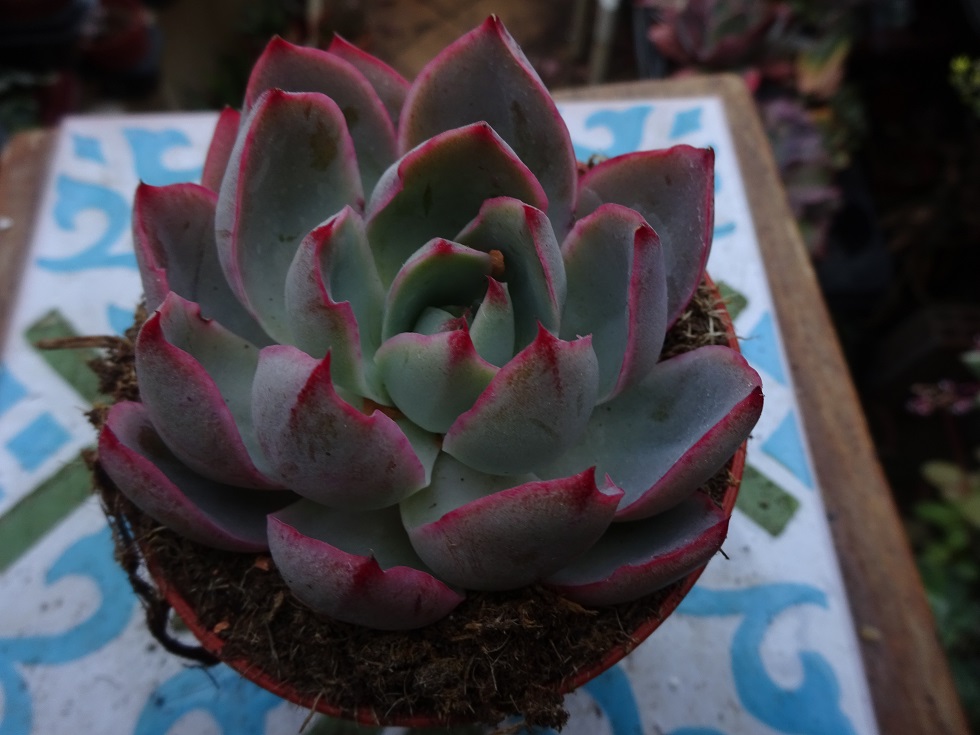 Echeveria strictiflora.JPG