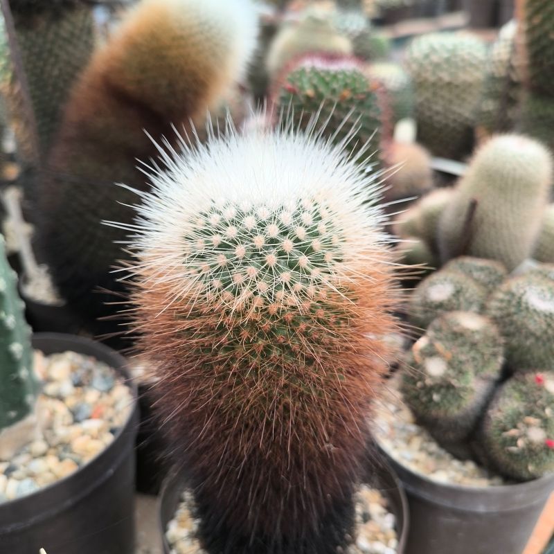 Mammillaria crassior