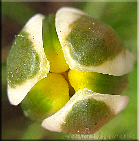 albuca-humilis_2345292994_o.jpg