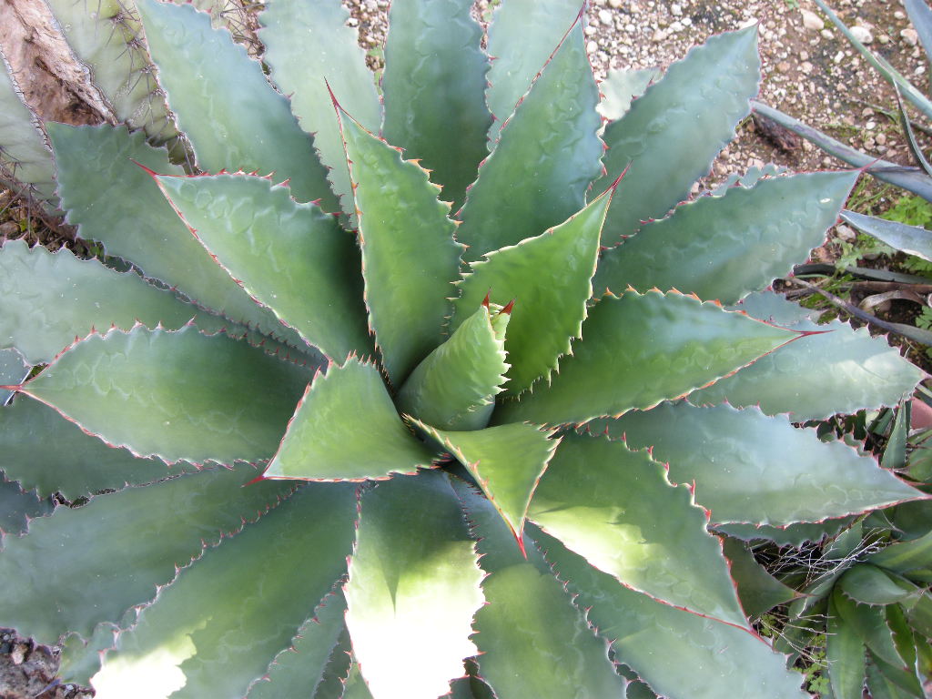 A. bovicornuta