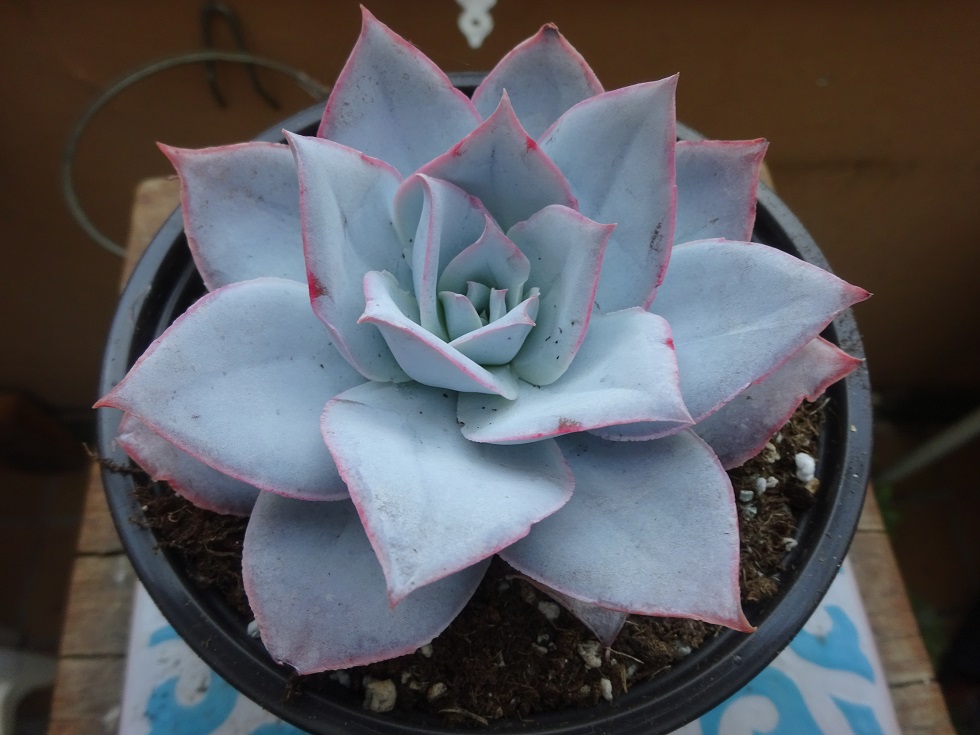 Echeveria cante.JPG