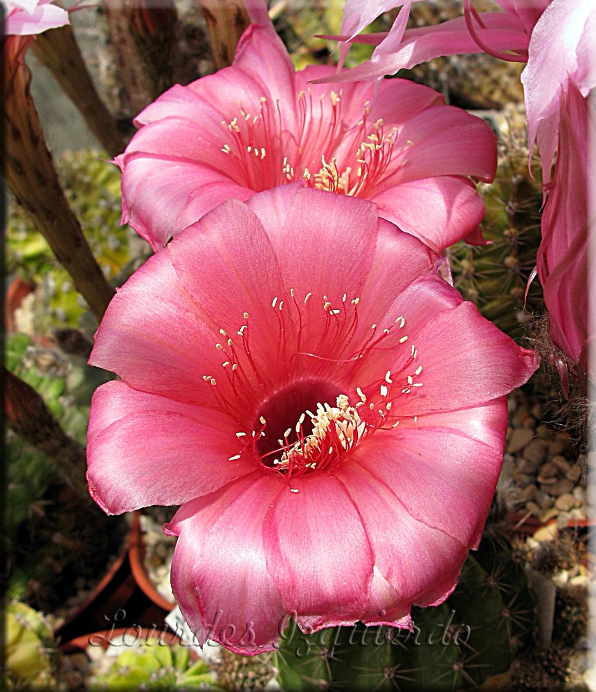 717. Echinopsis.jpg