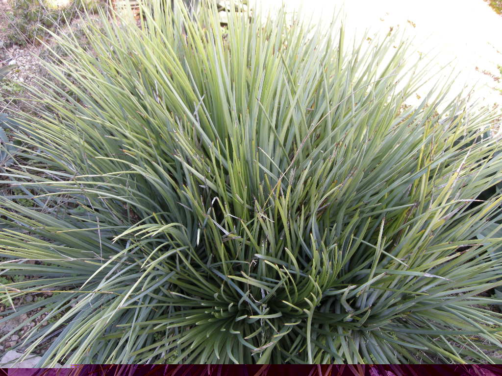 A. striata