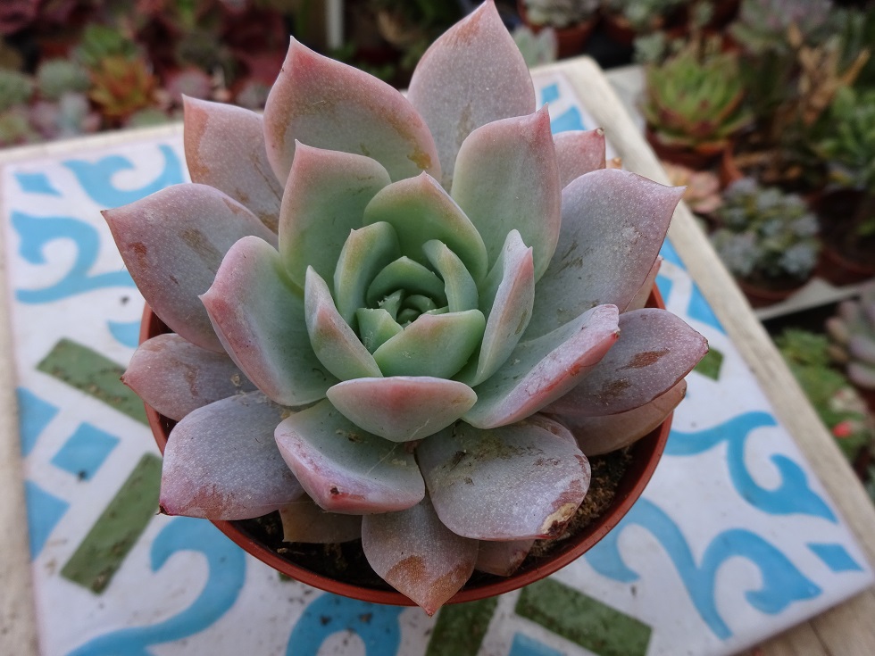 sedum suaveolens.JPG