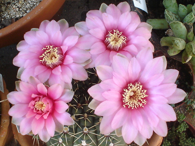 Gymnocalycium baldianum