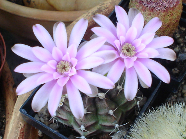 Gymnocalycium damsii centrispinum 2.JPG