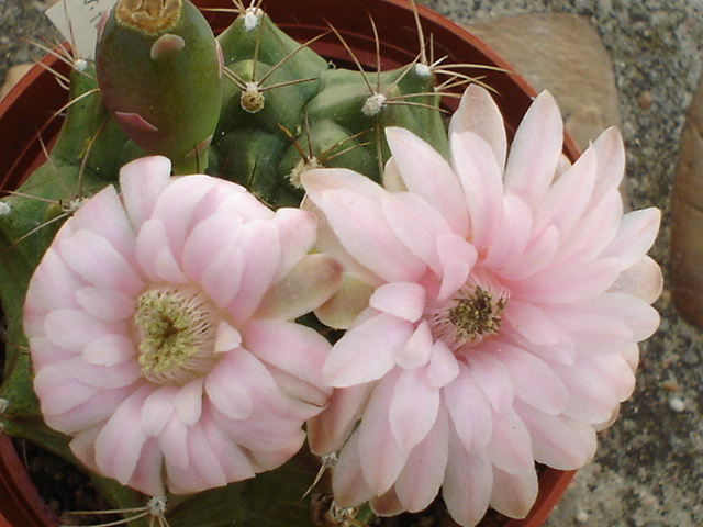 Gymnocalycium damsii torulosum.JPG