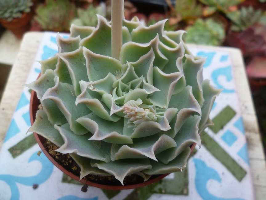 Echeveria simulans 'Laguna Sanchez'.JPG