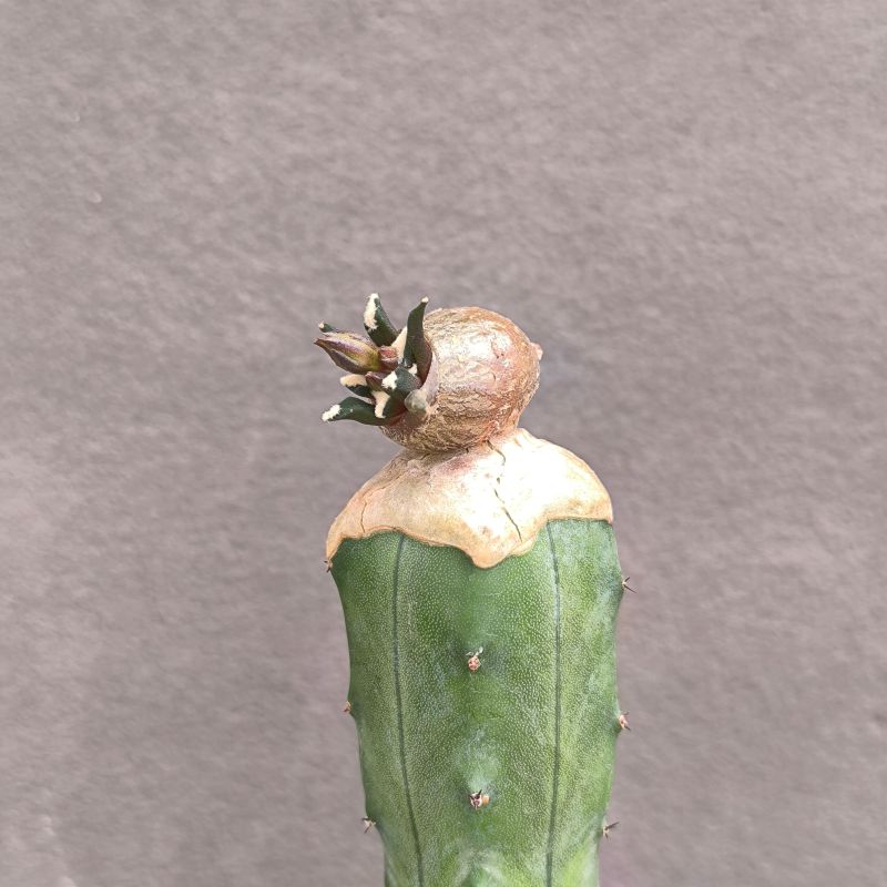 A. kotschoubeyanus