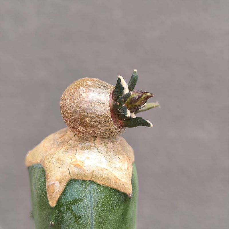 A.kotschoubeyanus