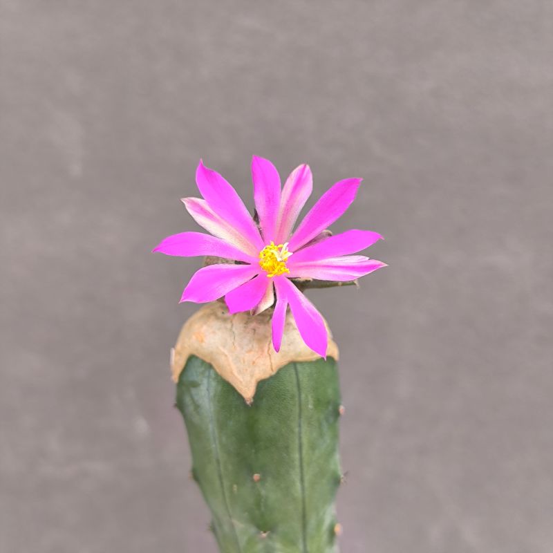 A.kotschoubeyanus