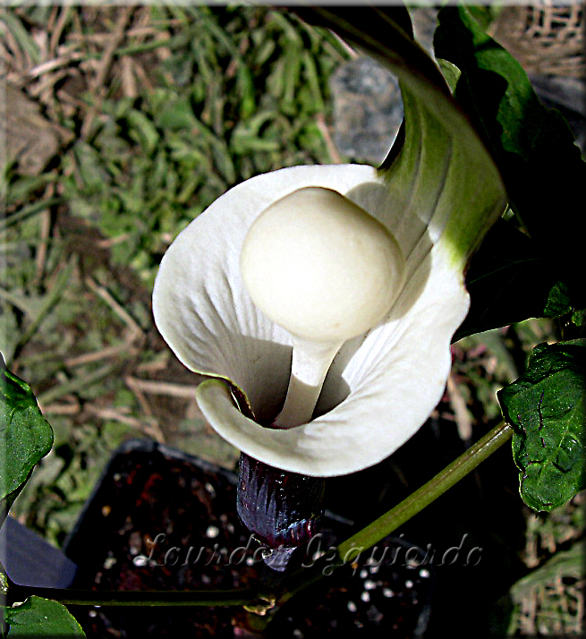 97.Arisaema sikokianum .jpg