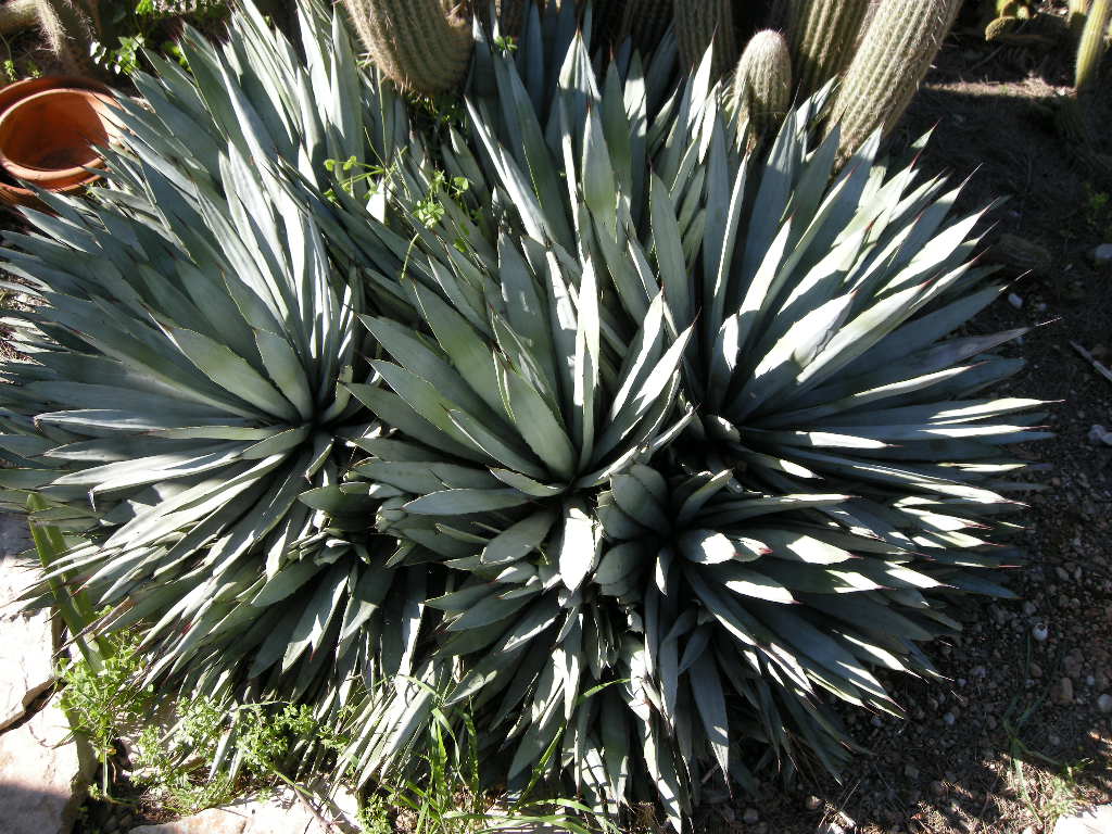 A. macroacantha