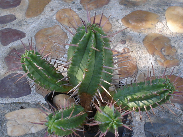 Euphorbia aggregata.JPG